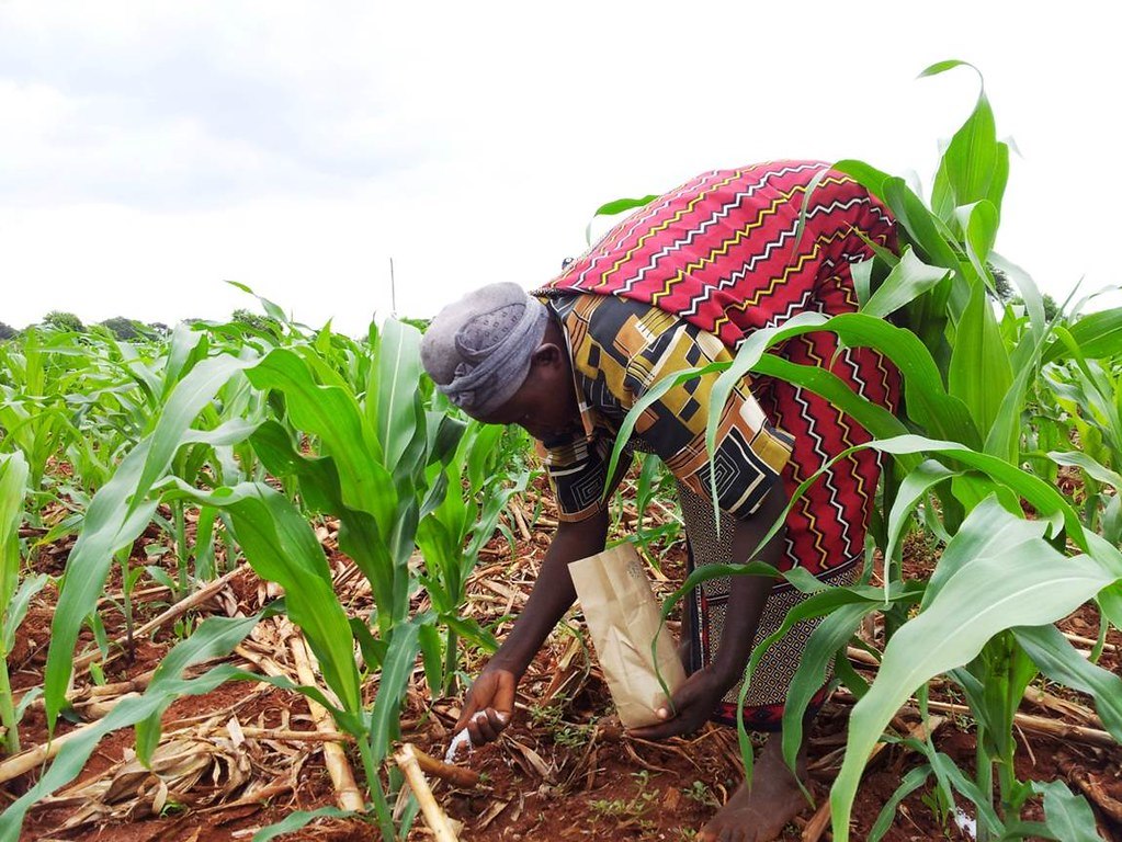 Farmers working in field