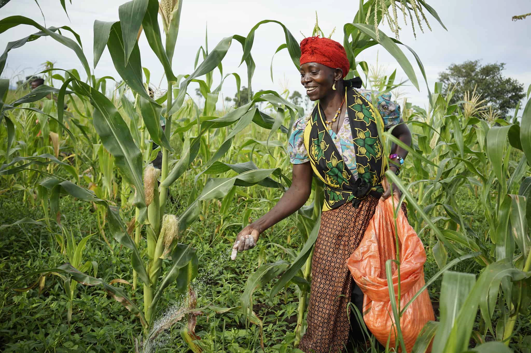 Applying fertilizer to crops